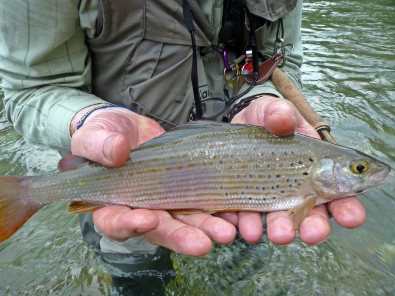 Marble Trout Slovenia Idrijca Fly Fishing Grayling Rainbow