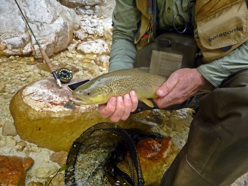 Marble Trout Slovenia Idrijca Fly Fishing Soca Soča pêche à la mouche la slovénie Fliegenfischen Slowenien