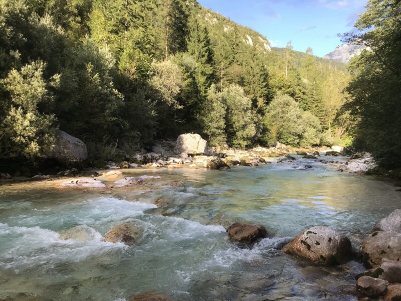 Marble Trout Slovenia Idrijca