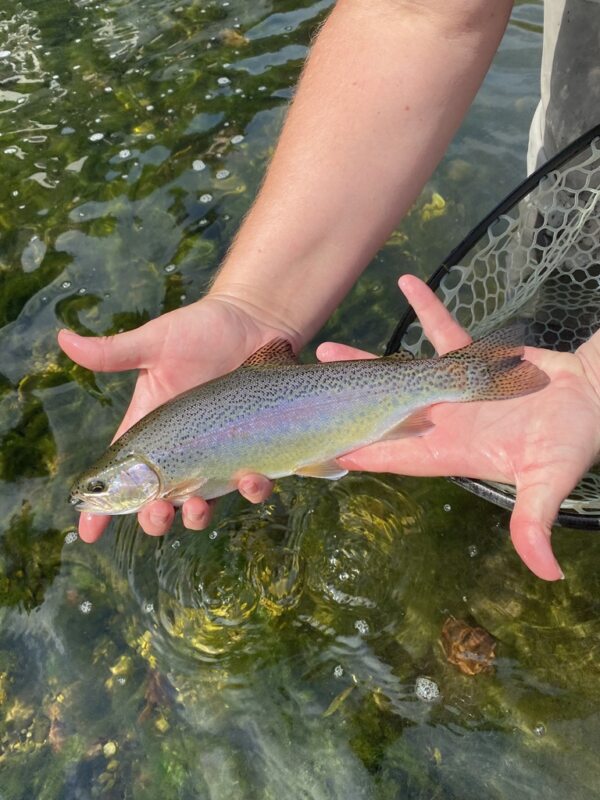 Marble Trout Slovenia Idrijca Fly Fishing Grayling Rainbow 2021