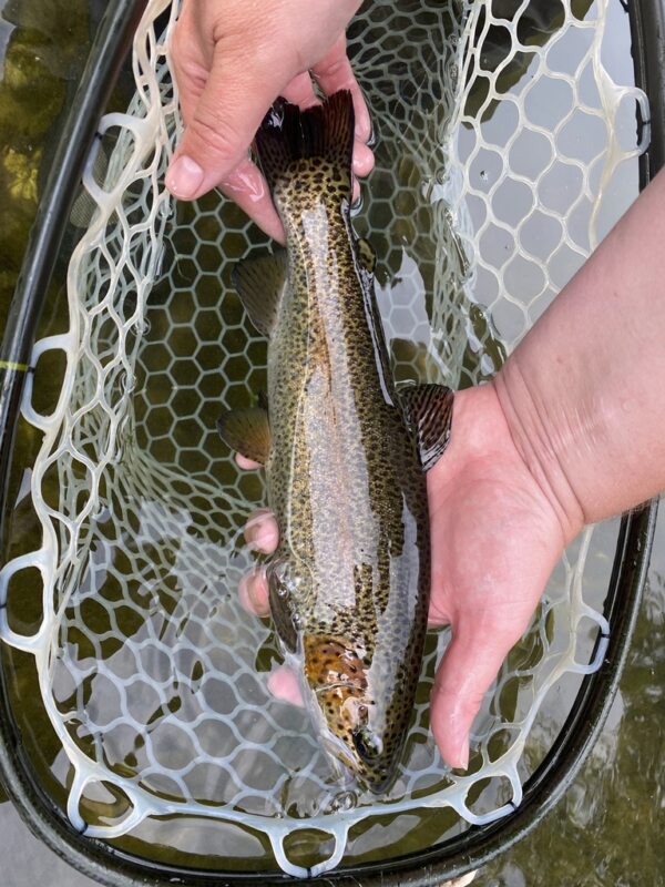 Marble Trout Slovenia Idrijca Fly Fishing Grayling Rainbow