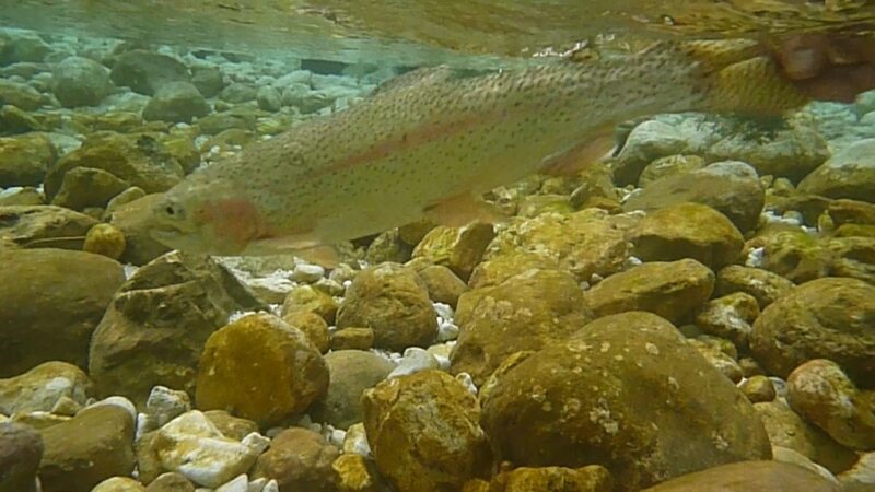 Marble Trout Slovenia Idrijca Fly Fishing Soca Soča Brown Trout