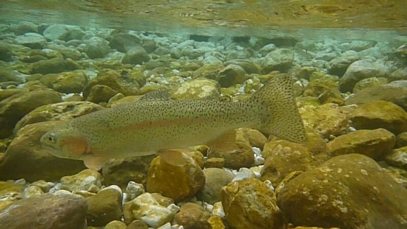 Marble Trout Slovenia Idrijca Fly Fishing Grayling Rainbow