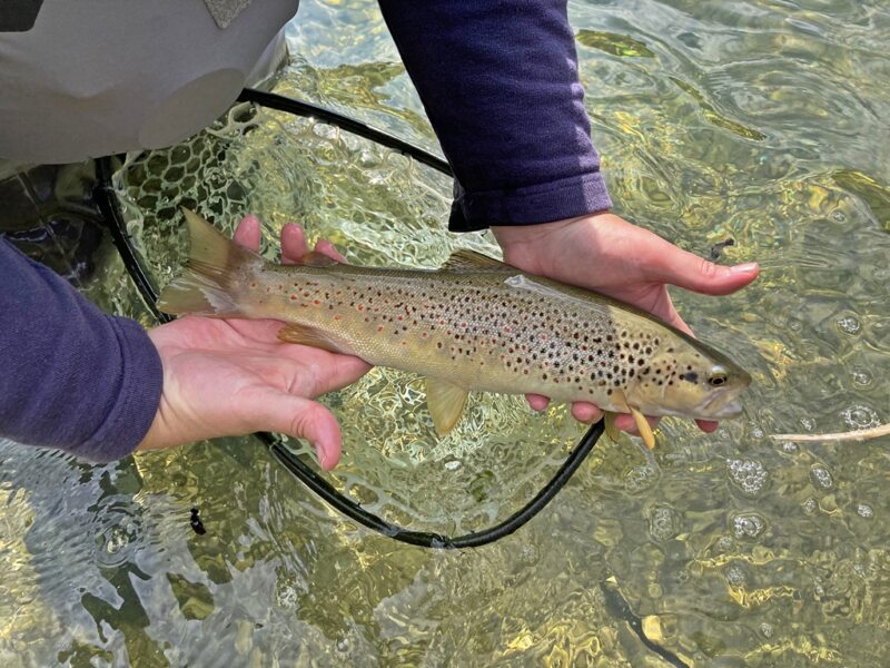 Marble Trout Slovenia Idrijca Fly Fishing Soca Soča Hybrid