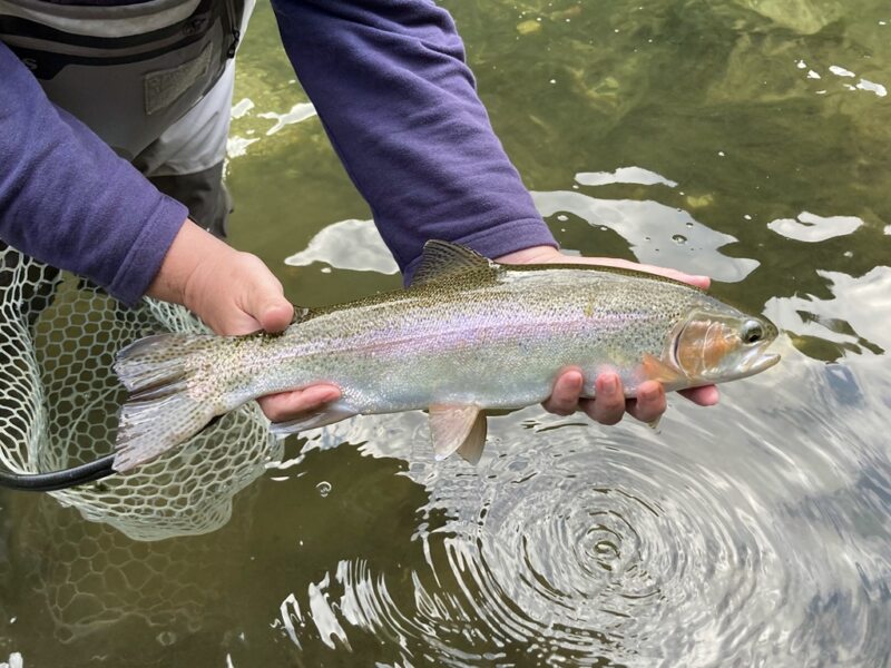 Marble Trout Slovenia Idrijca Fly Fishing Grayling Rainbow