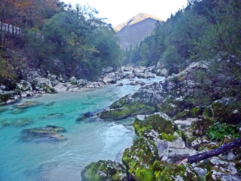Marble Trout Slovenia Idrijca Fly Fishing Soca Soča Guiding