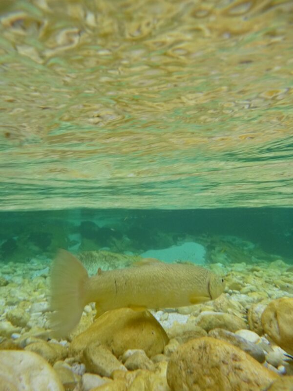Marble Trout Slovenia Idrijca Fly Fishing Soca Soča
