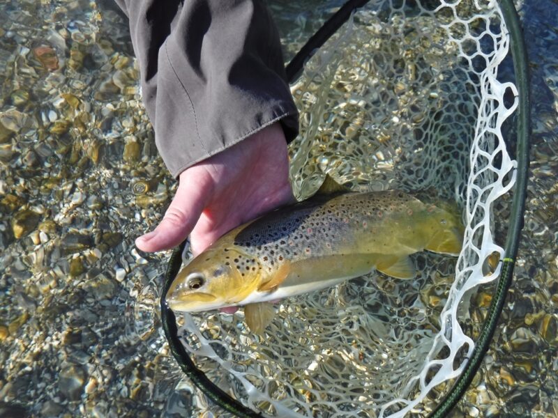 Marble Trout Slovenia Idrijca Fly Fishing Soca Soča Hybrid