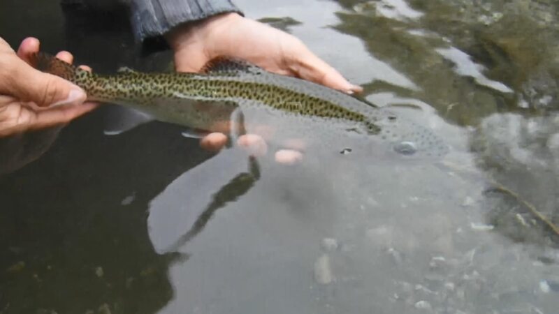 Marble Trout Slovenia Idrijca Fly Fishing Soca Soča Brown Trout pêche à la mouche