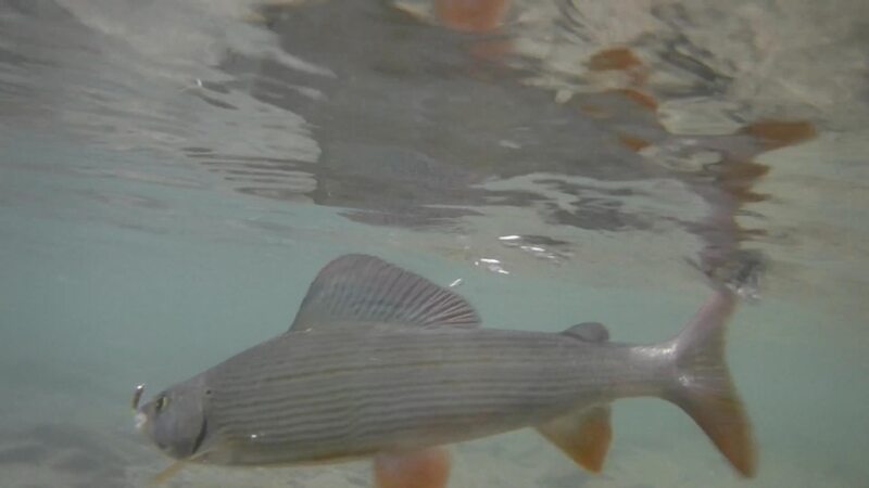 Marble Trout Slovenia Idrijca Fly Fishing Grayling Rainbow